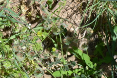 Trifolium pauciflorum