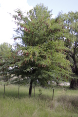 Gleditsia triacanthos triacanthos