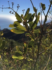 Ceanothus oliganthus