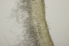 Phanerochaete sordida