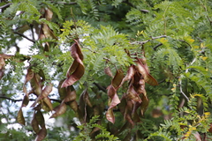 Gleditsia triacanthos triacanthos