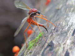 Tanyptera