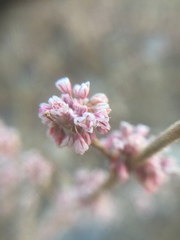 Eriogonum roseum