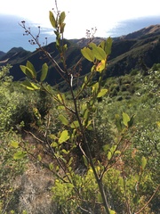 Ceanothus integerrimus