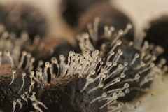 Pilobolus crystallinus