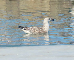 Larus marinus