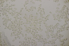 Pilobolus crystallinus