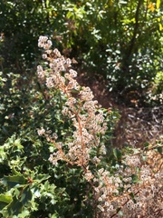 Galium angustifolium