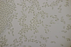 Pilobolus crystallinus