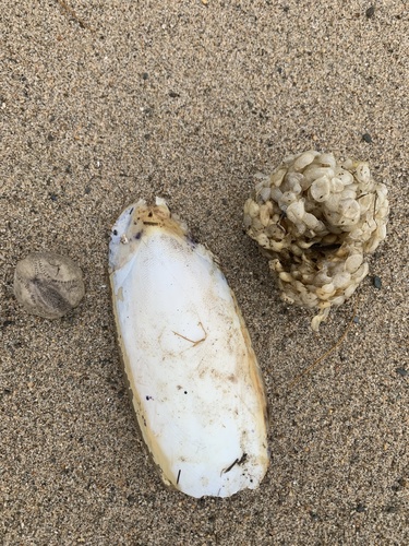 Common Cuttlefish