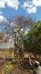 Adansonia madagascariensis