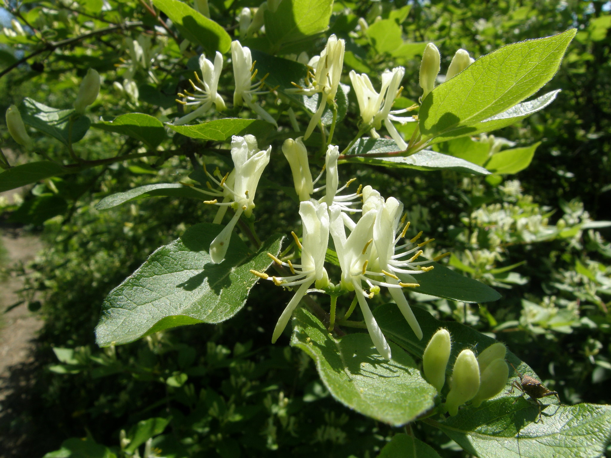 Lonicera ruprechtiana