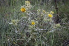 Berkheya onopordifolia onopordifolia