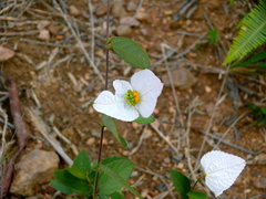 Dalechampia schippii