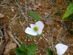 Dalechampia schippii
