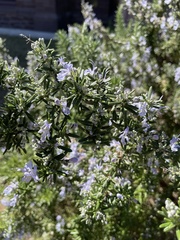 Salvia rosmarinus