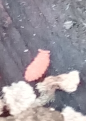 Bilobella braunerae
