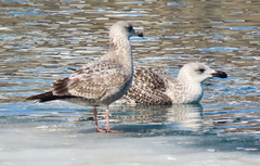Larus marinus