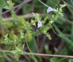 Salvia stenophylla