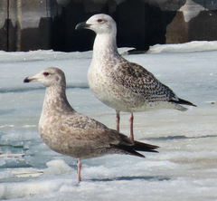 Larus marinus