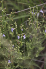 Salvia stenophylla