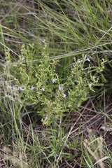 Salvia stenophylla