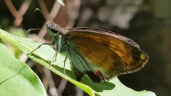 Anastrus sempiternus