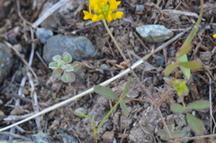 Trifolium patens