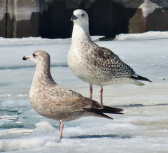 Larus marinus