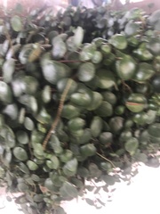 Peperomia rotundifolia