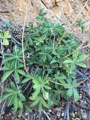 Lupinus cervinus