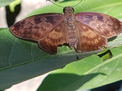 Anastrus sempiternus