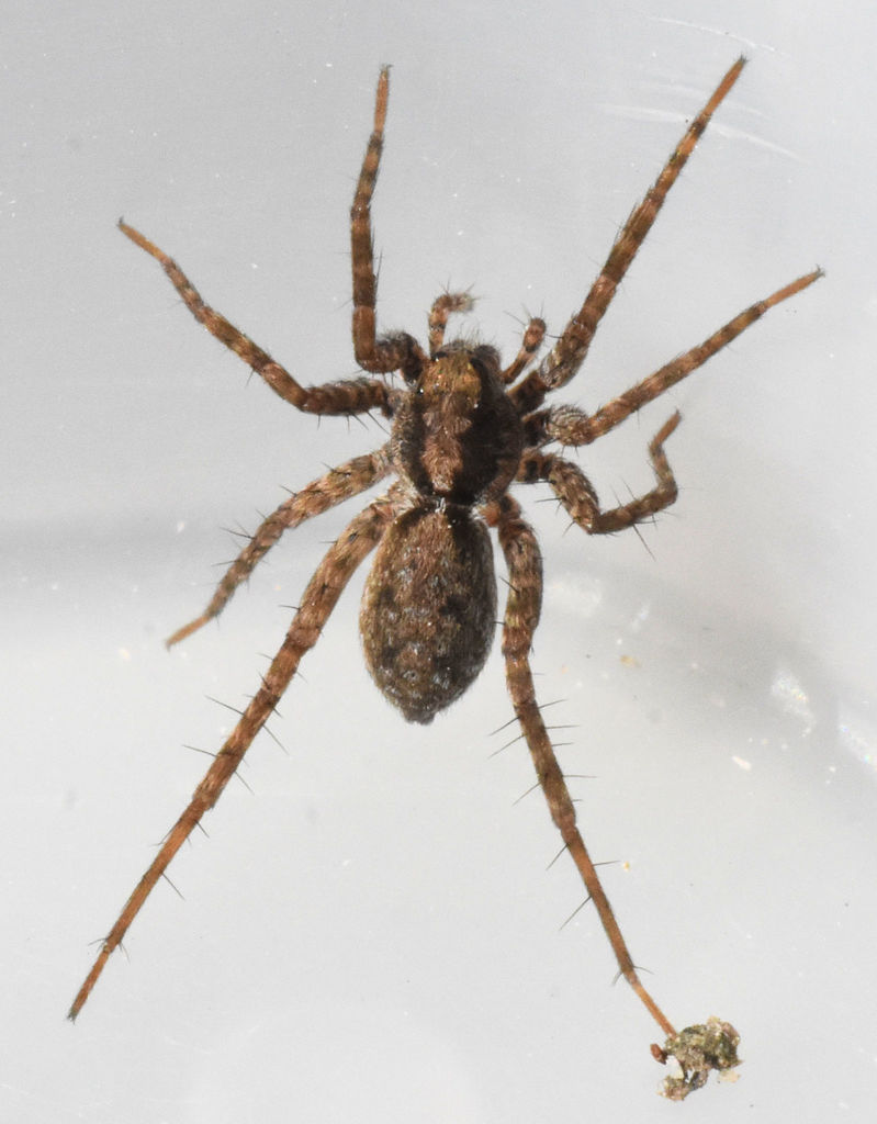 Shore Spider