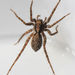 Shore Spider - Photo (c) Eric Neubauer, some rights reserved (CC BY-NC), uploaded by Eric Neubauer
