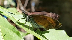 Anastrus sempiternus