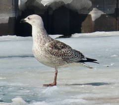 Larus marinus