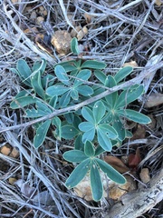 Lupinus cervinus