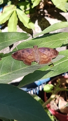 Anastrus sempiternus