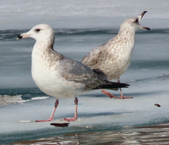 Larus marinus