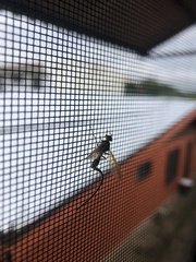 Toxotrypana curvicauda