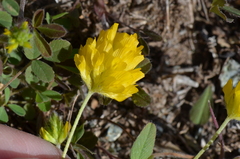 Trifolium patens