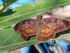 Anastrus sempiternus