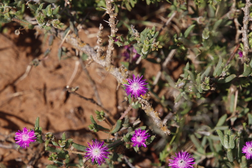 Image of Trichodiadema pomeridianum by (c) Tony Rebelo, some rights reserved (CC BY-SA)