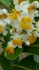 Calophyllum