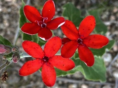 Oxypetalum coccineum