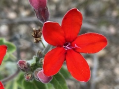 Oxypetalum coccineum