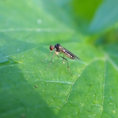 Oropezella sphenoptera