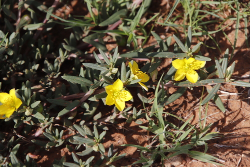 Image of Talinum afrum by (c) Tony Rebelo, some rights reserved (CC BY-SA)