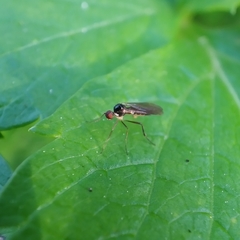 Oropezella sphenoptera