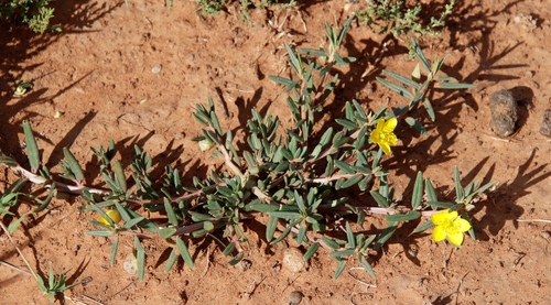 Image of Talinum afrum by (c) Tony Rebelo, some rights reserved (CC BY-SA)